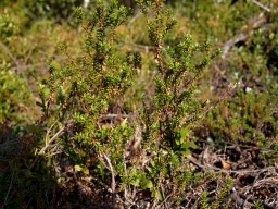 Empetrum